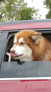 Screenshot_2016-05-23-17-18-35