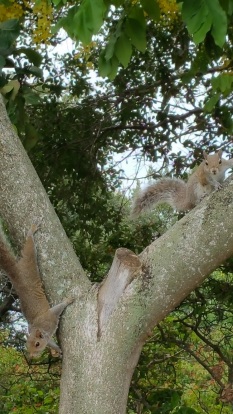 squirrels_uber